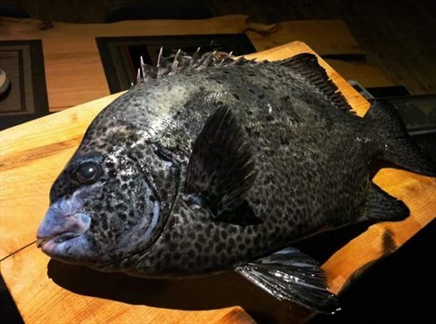 矶钓人的梦幻鱼种~石鲷大仔